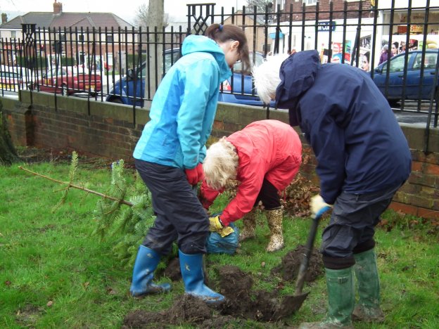 3 volunteers re-planting a Christmas tree in the Wisewood Community Garden, 29th Jan 2014